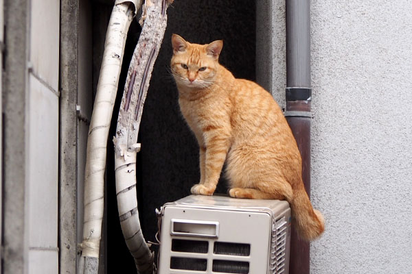 室外機の上で何してるの