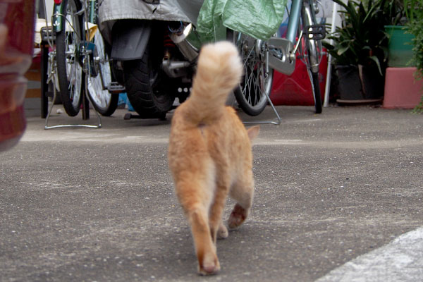 しっぽ立てたまま素通り