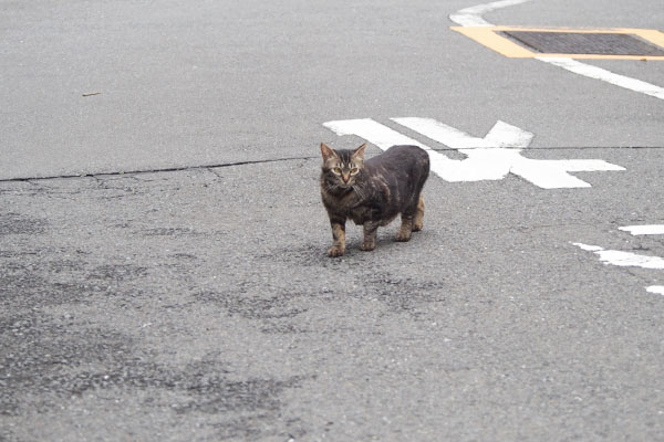 坂の上からアメショミックスにゃんこ