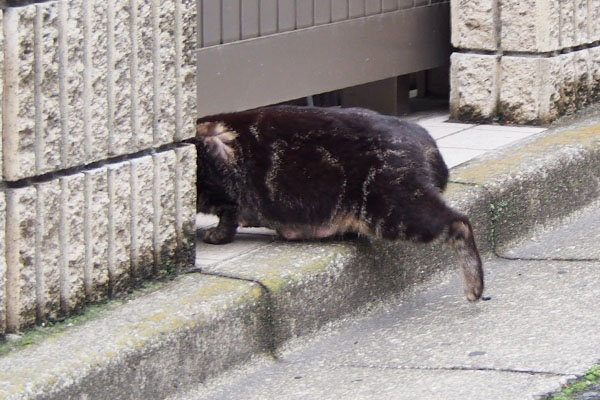 ベランダ潜入お初にゃんこ