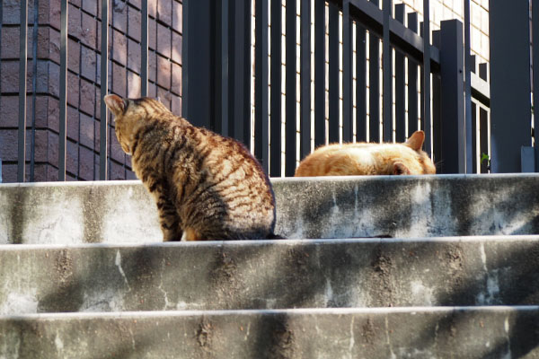 ふたりで階段の上リュウリュウとコダ