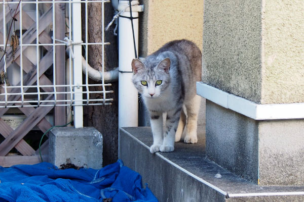 にゃんか頂戴と来るクロム