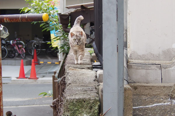 やって来る銀