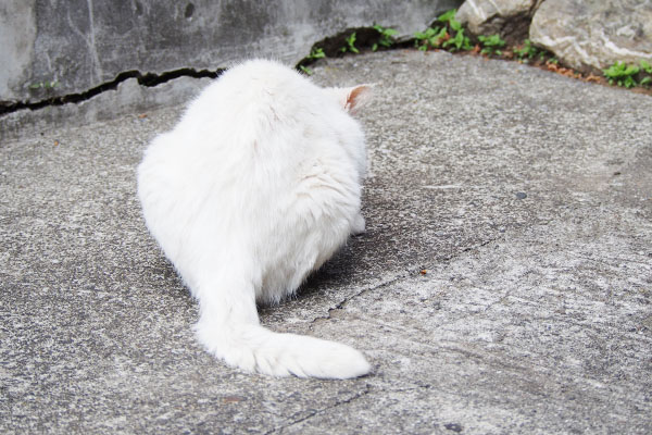 左側で食べているハク