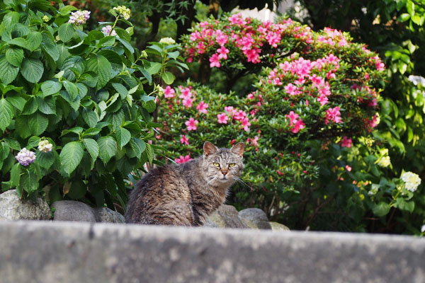 ツツジと紫陽花とタビゾンヌ