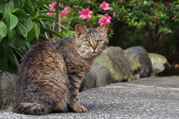 階段をあがりツツジとタビゾンヌ