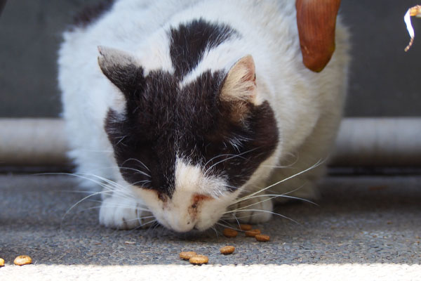 食べている坊