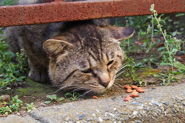 出てこないから食べにくいロキ