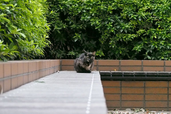 ベンチに同席アンジュとベンチに同席アンジュと