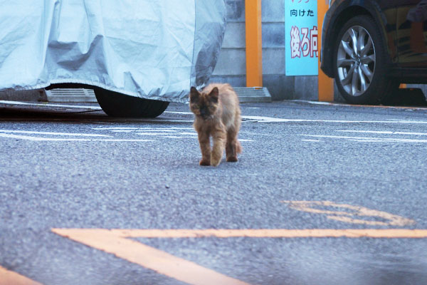 駐車場にチイちゃん