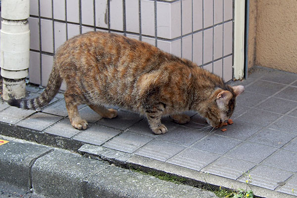 逃げられる態勢で食べるヴェル