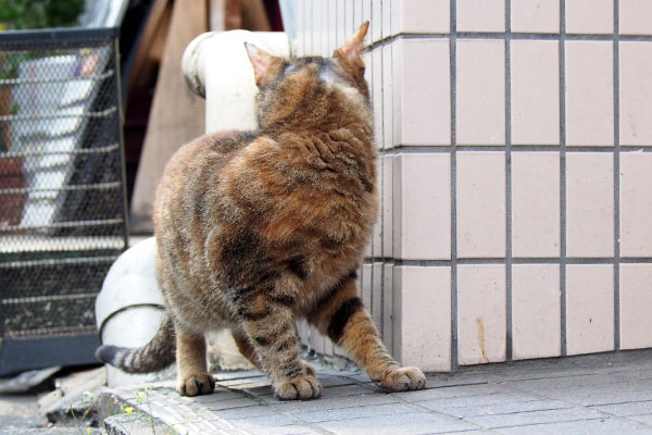 振り返る頭の毛が抜けてるヴェル