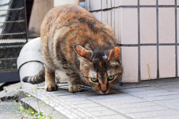 地面の匂い確認ヴェル