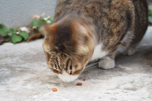 サーヤ頭ブルブルしながら食べる