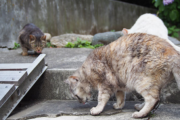 食べる時は仕方なく接近