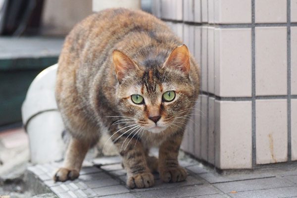 食べ終わっておかわり待ち