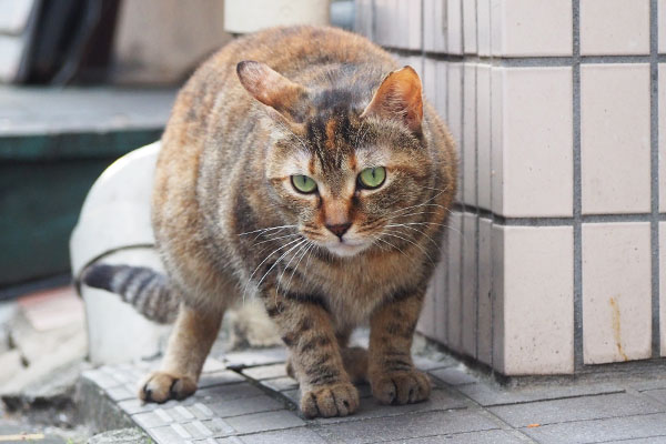 女性の声に耳だけ向けて