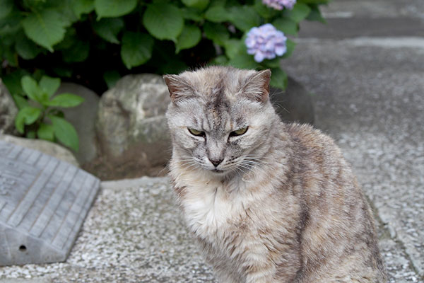 紫陽花の前の銀厳しい顔