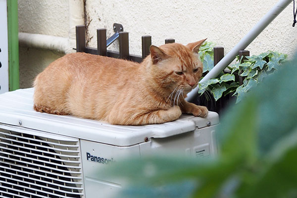 降りてこなかったトト