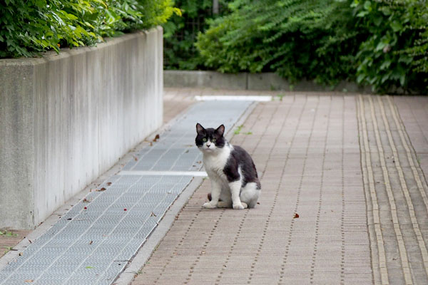 違うニンゲンだと分かったのか