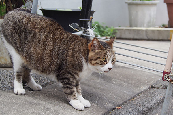 ぐぃーんなサーヤ