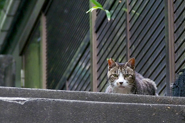 カイ君１日目右のお宅の階段