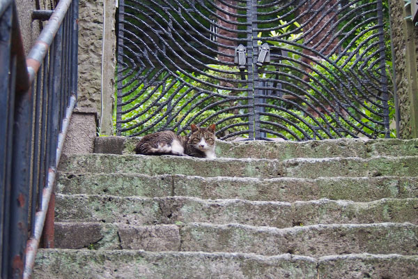 ２カイ君お向かい左の階段