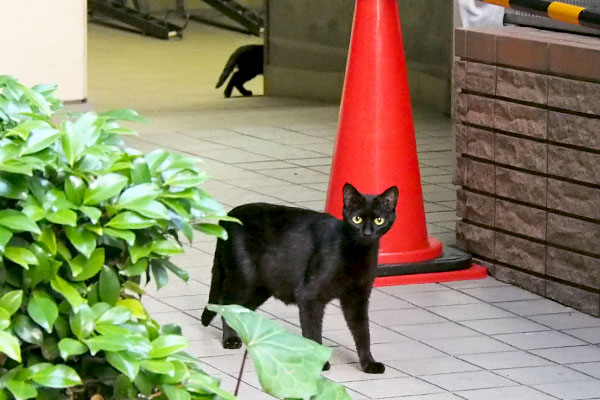 大きな目をした黒猫ママ