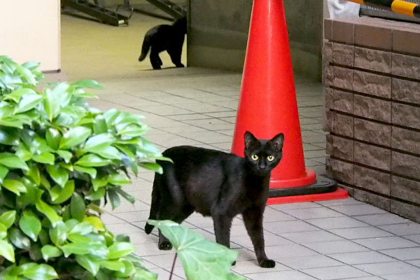 後ろの仔猫がバックした