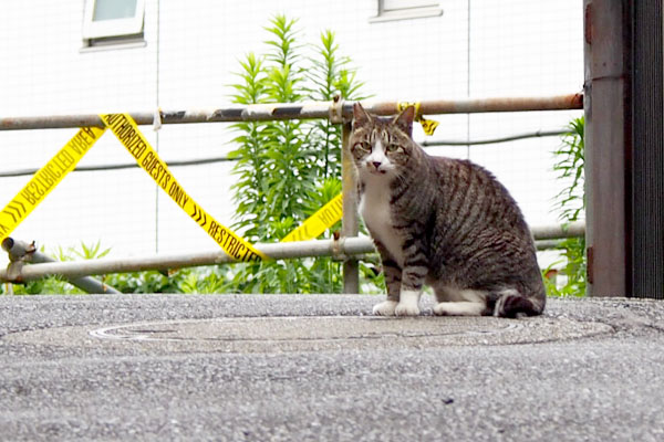 カイ君上の方でお座り