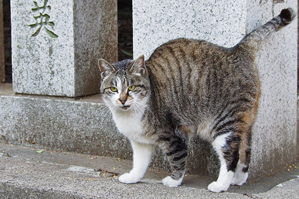 雫　しっぽを上げて