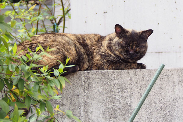 サビチッチ塀の上