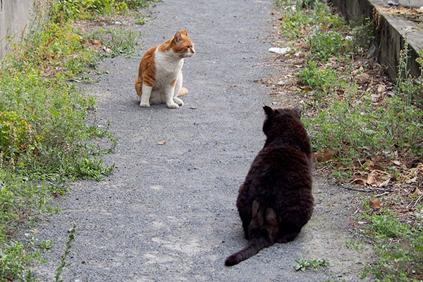 目を逸らすムートンとミトン