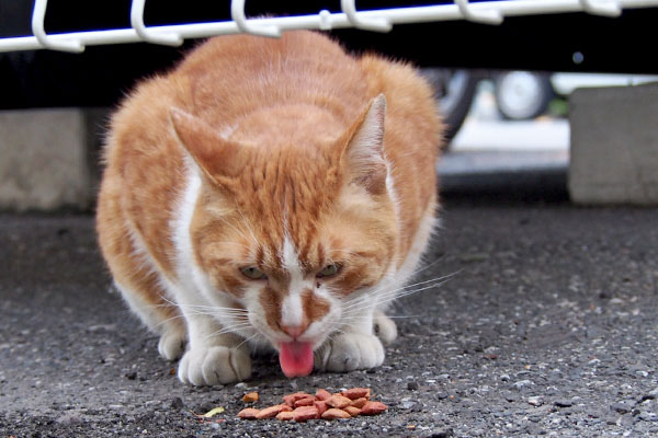 食べるニャムートン