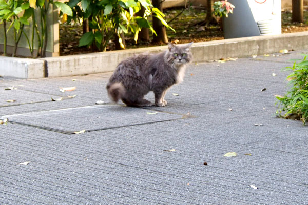 振り返るマフ