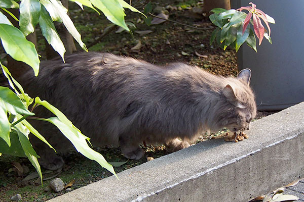 オヤツを食べるマフ