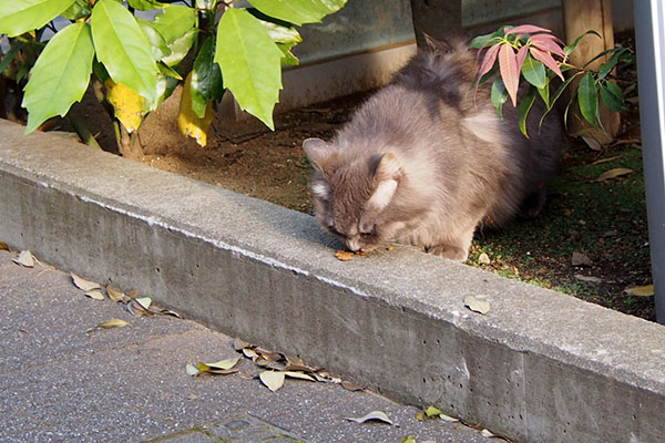 ゆっくり食べるマフ