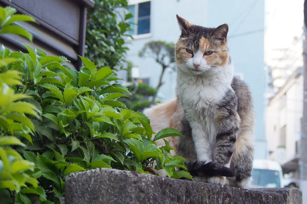 美猫オトワラスト