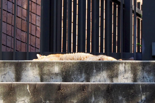 sleeping cats on the stairs