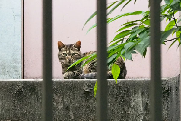 コダが見ていた方にリュウリュウ