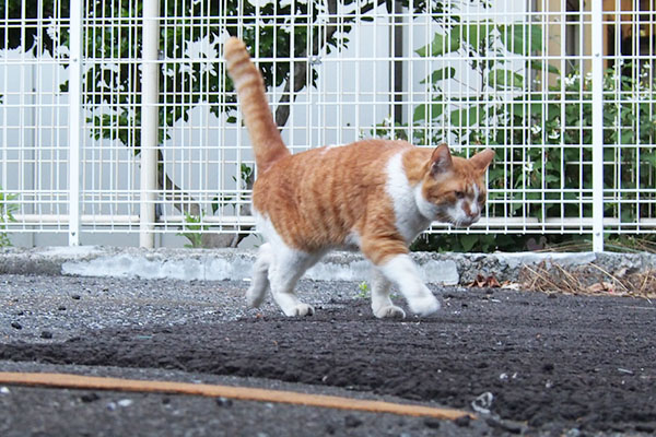 ムートン　奥から走って来るしっぽ