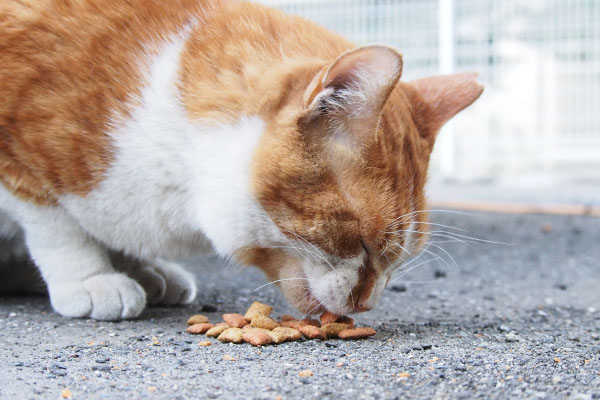 ムートン　食べる右から