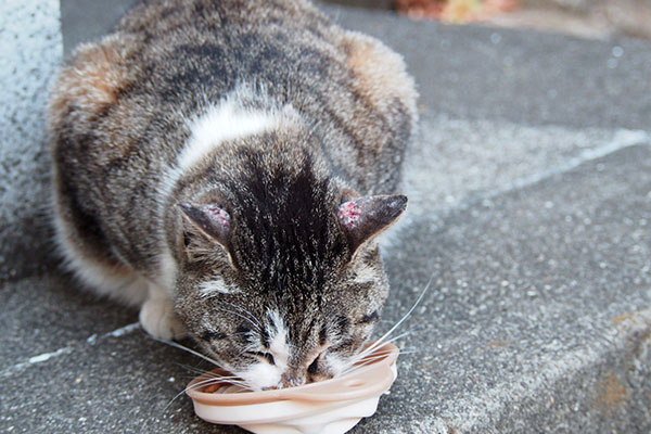 雫　食べる３