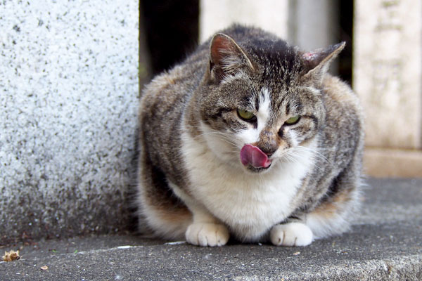 雫　右向いてぺろん