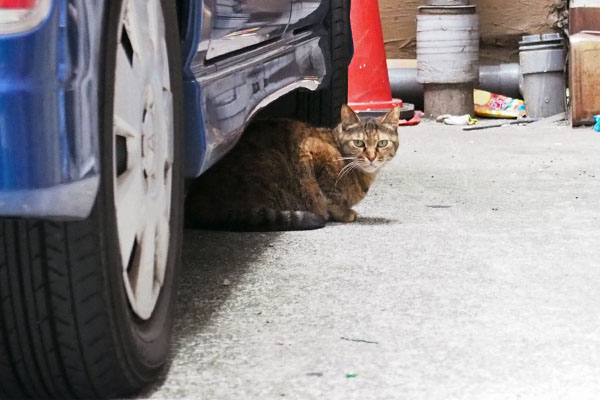 車の下のあき