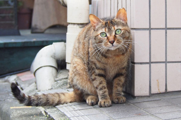 ほけら～なヴェル