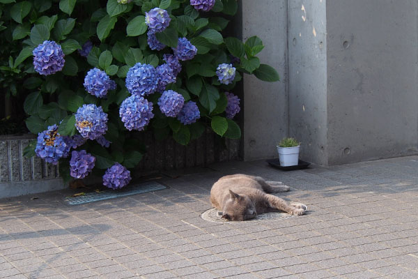 紫陽花の前でロシグレ君