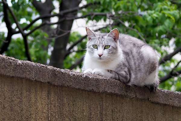 警備中のかわいいクロム