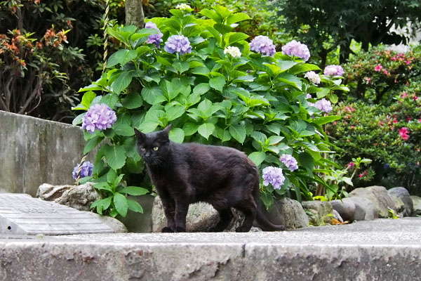 アカシと紫陽花