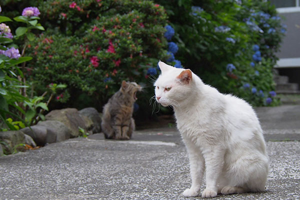 あくびが移ったタビゾンヌ